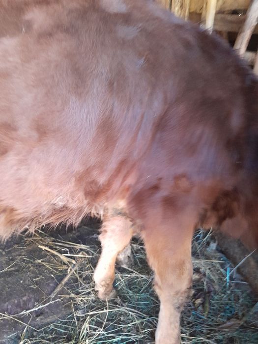 Vand vitea Godinesti