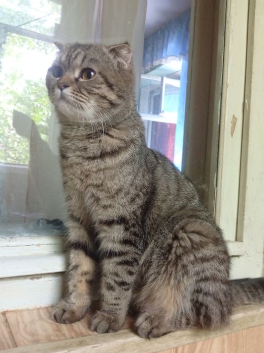 Продается кошка девочка 1 год пародистая британский веслаух