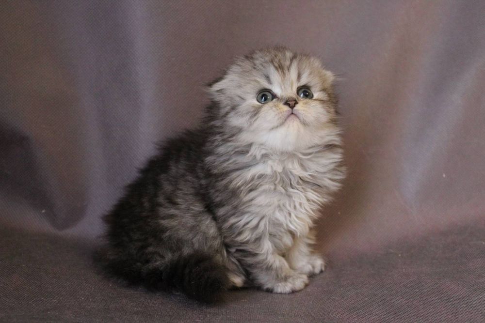 Скотиш фолд котенок
