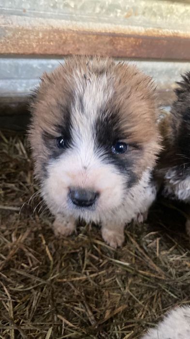 Отдам даром щенков алабая 1месяц