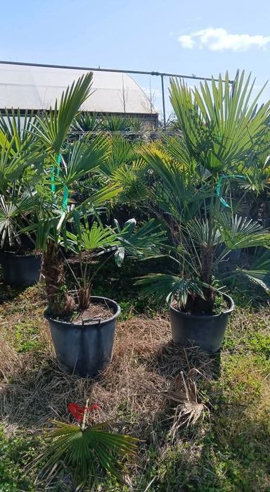 Pon pon palmieri prunus laur fotinia