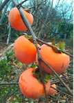 Pomi Fructiferi Exotici (KAKI )