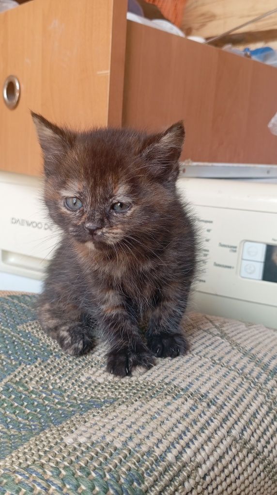 отдаю котят бесплатно
