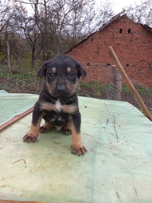 Donez căței de talie mare