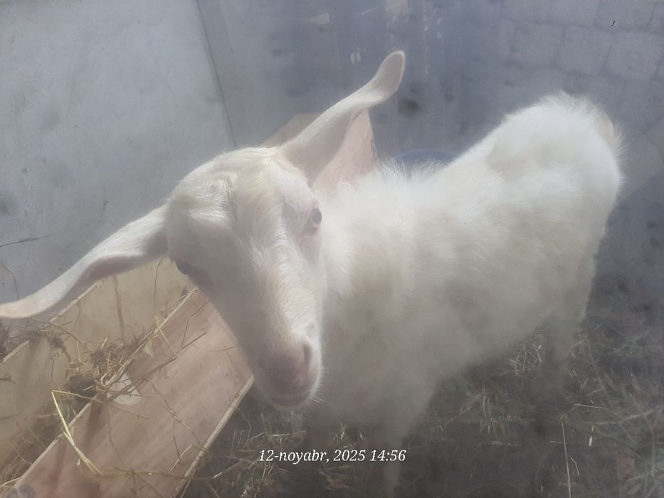 Така улок сотилади пародали эчкини боласи