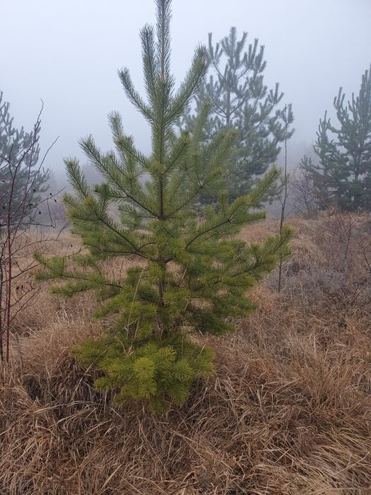 Magnolia ,mesteacăn, tei argintiu, Tuia,pini,