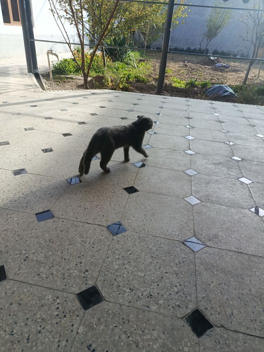 Ogil mushuk uy mushugi