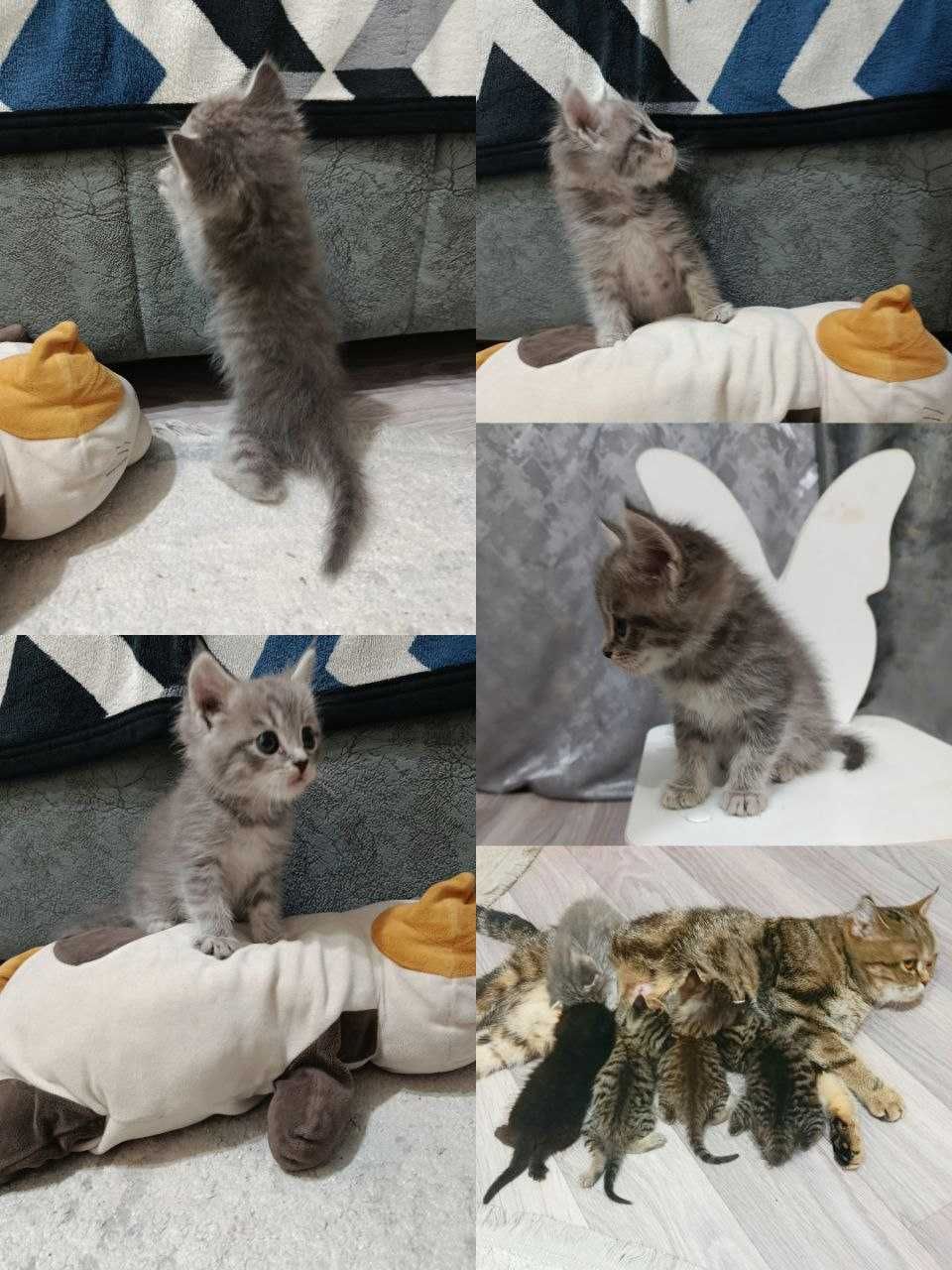 Продам котят скотиш страйт
