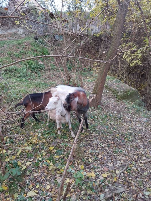 Țap anglo nubian fara coarne genetic