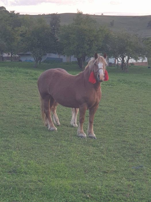 Iapa blonda de vanzare cu manz de 4luni mai multe detalii la telefon