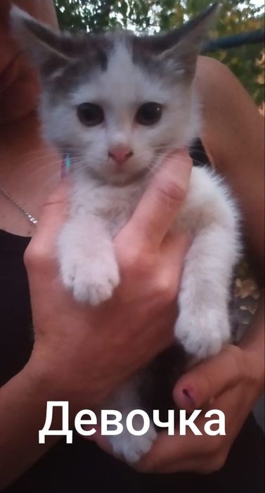 Кошечка в любящие руки.