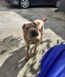 Donez Caine Shar Pei