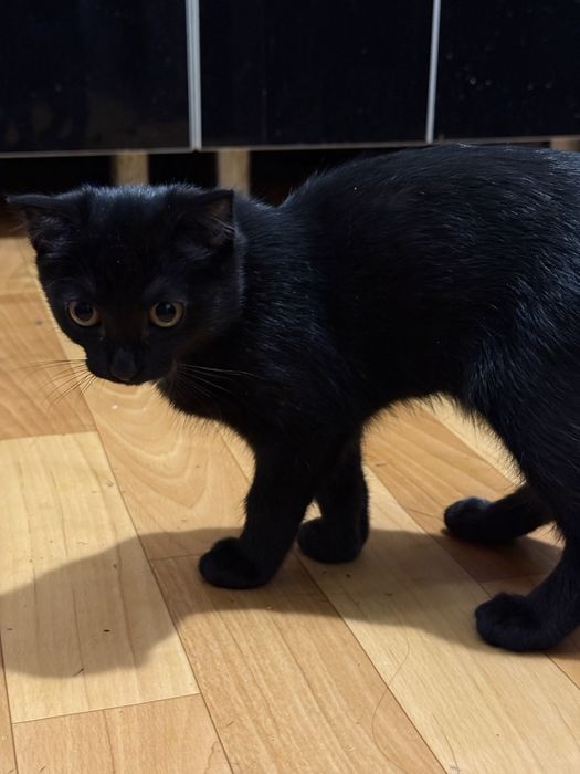 Отдам котенка в добрые руки