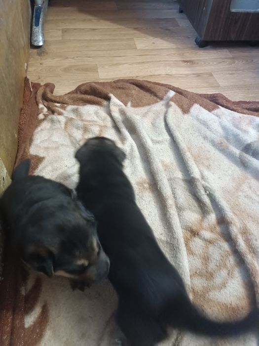 Продаю немецких щенят