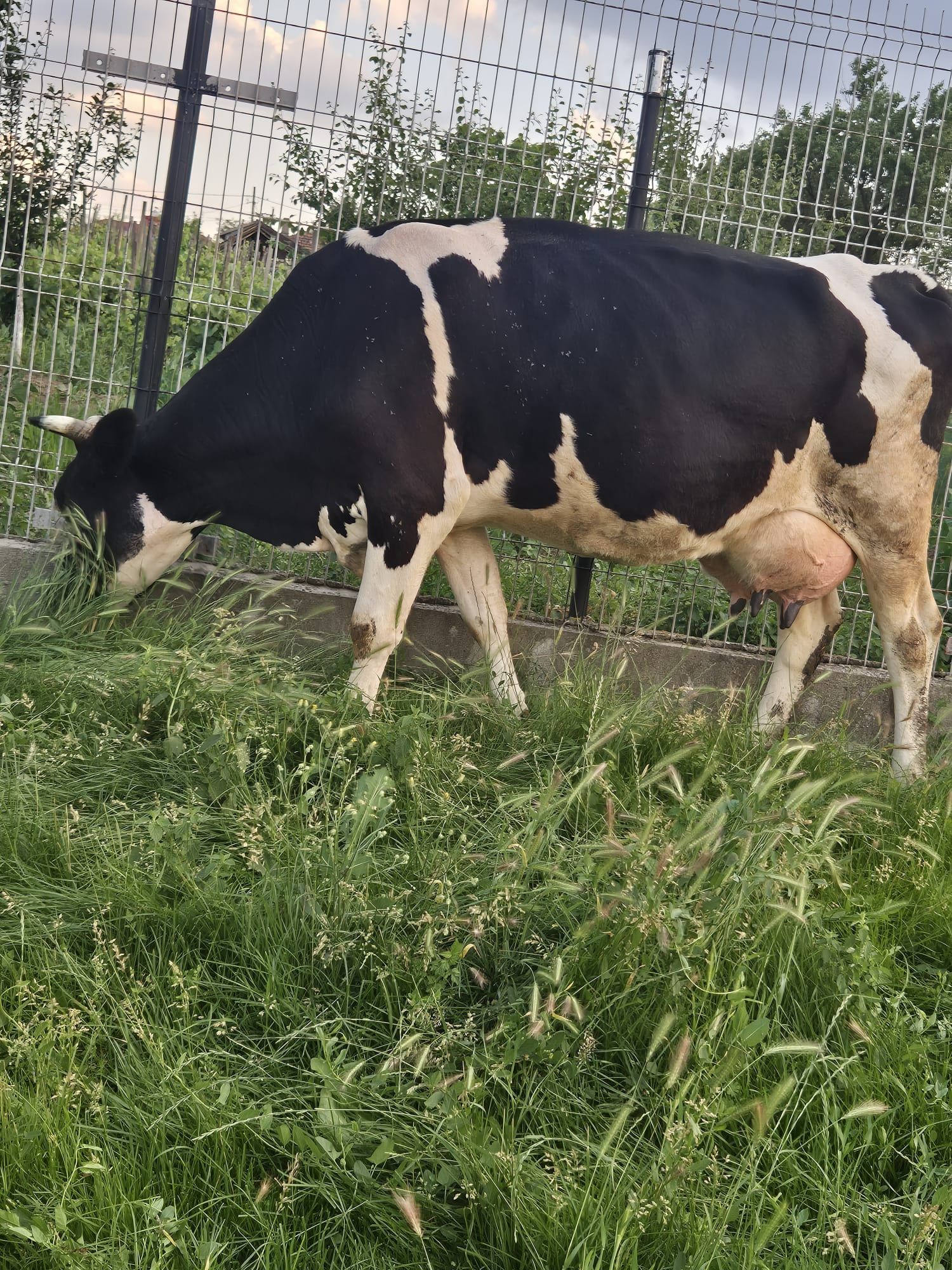 Vând vacii și vitel