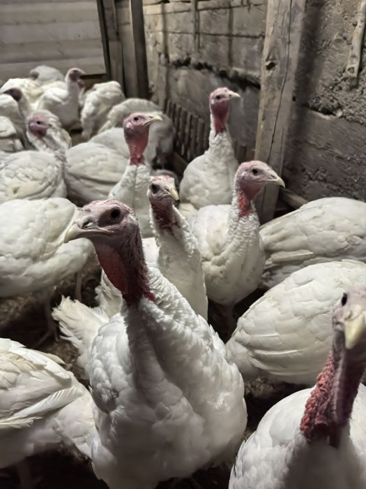 Биг 6 куркалари.