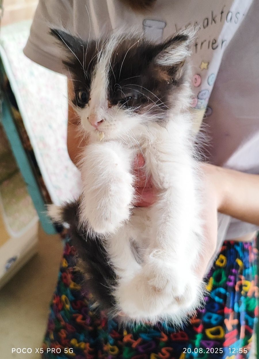 Котята в хорошие добрые руки