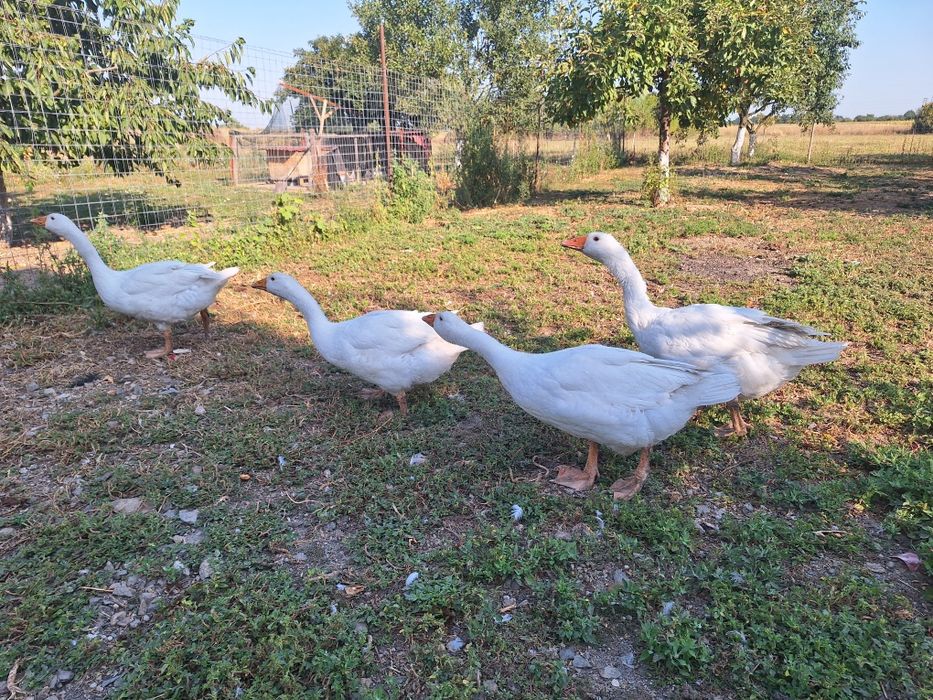 Gìste de vìnzare 4 buc de carne aprx 4 /5 luni