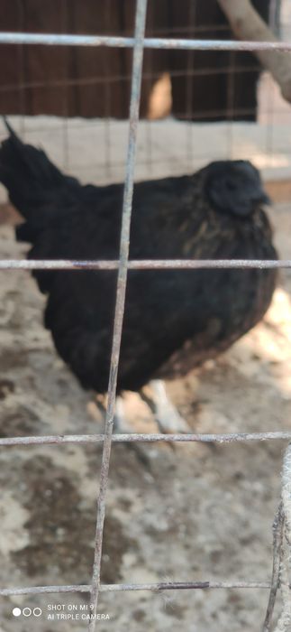 Qora shahzoda tovug'i. Indautkayam bor 40 dona.