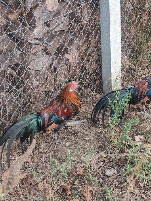 Pheonix pitic tineret