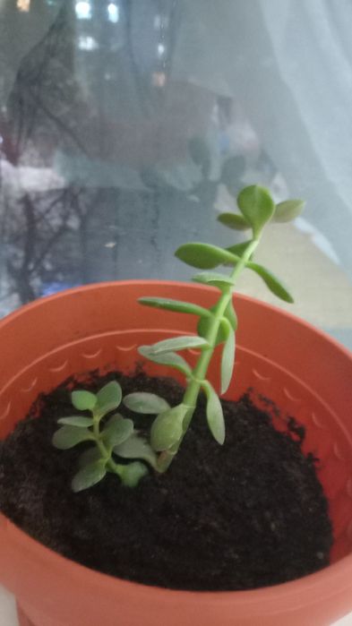 Толстянка многолетняя