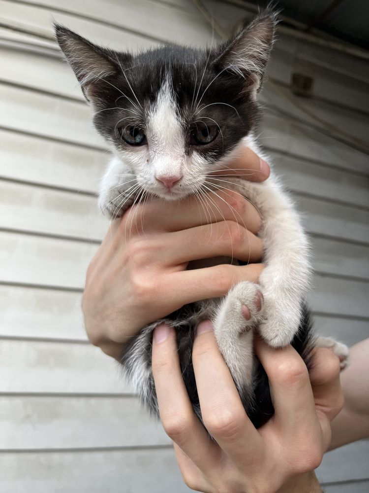 Котята разной окраски белые/черно белые