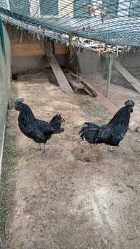 Cocosi Ayam Cemani  de un an