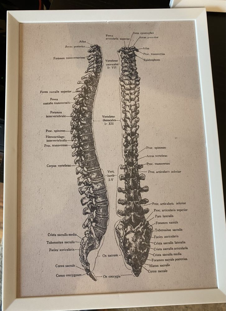 Tablouri medicale, viscere, elemente osoase, muschi