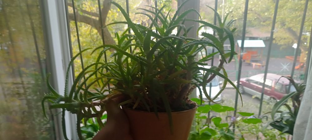 Продам алоэ разных размеров срочно