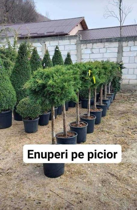 Enupar tija tuia smarald lelandy braband spirale pon pon