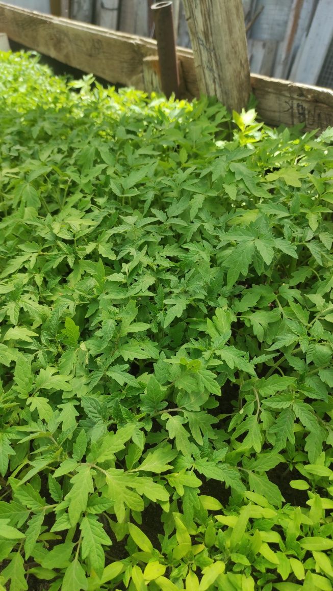 Продам рассаду разных сортов