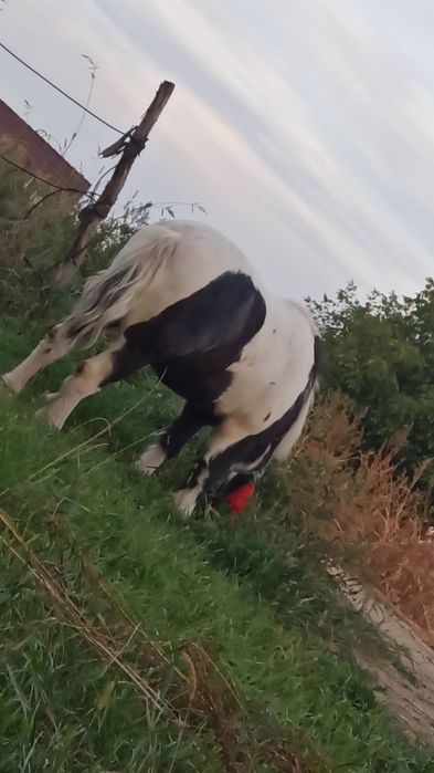 Ponei de vânzare