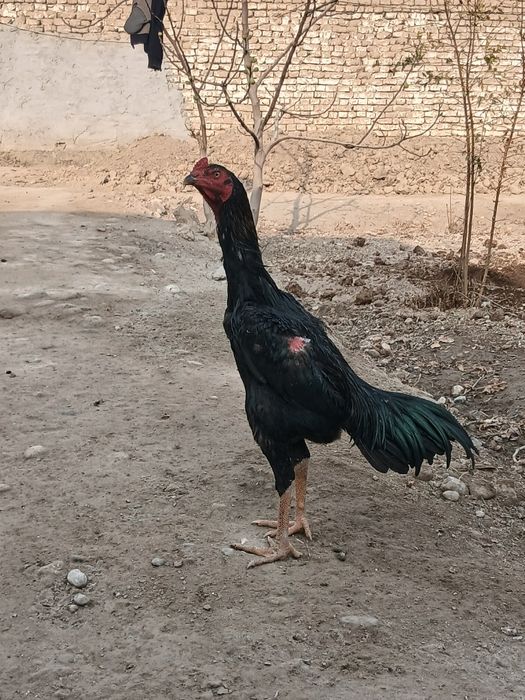 Zoti turk toza qon aprel 11da chiqan