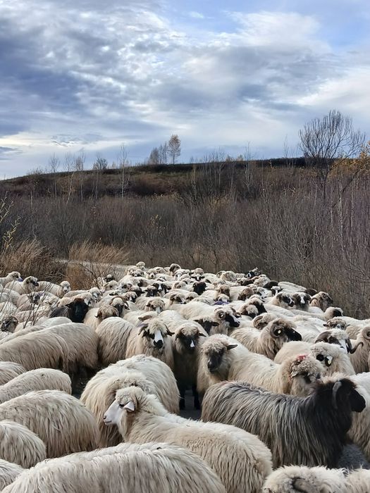 Vând oi tinere, miori și strămiori!