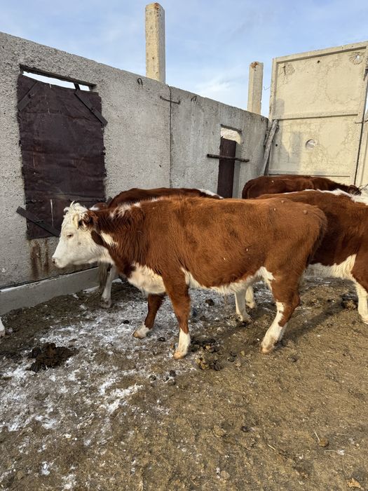 Сиыр лар сатылады