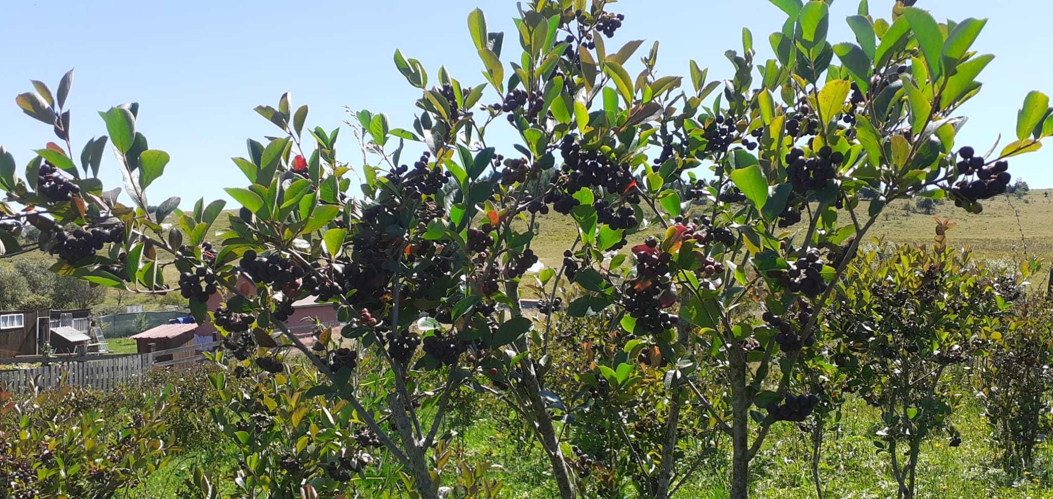 Aronia tufe pe rod
