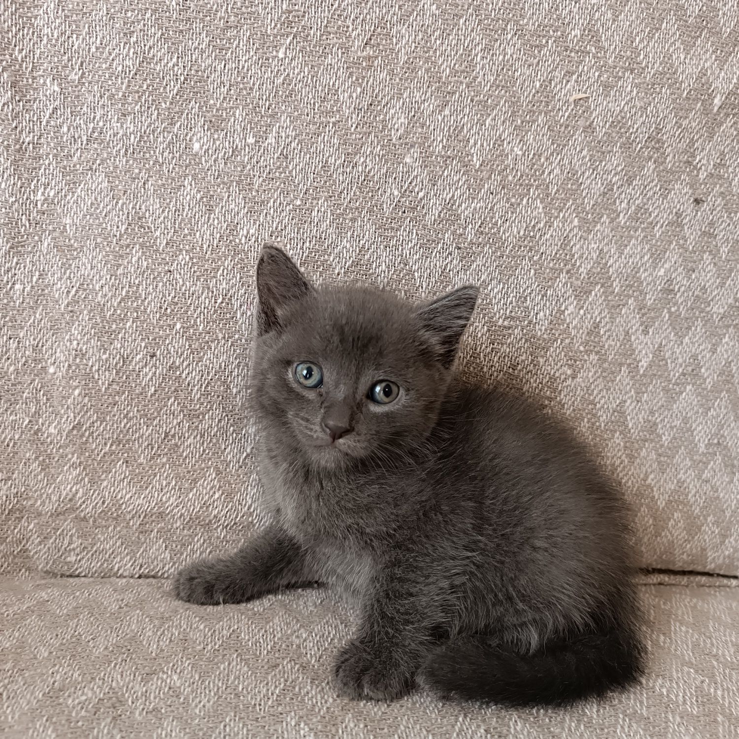 Дарим милых котят!