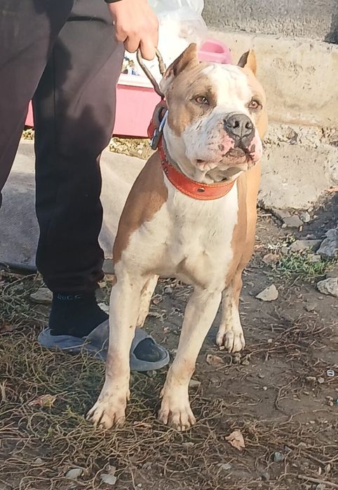 Питбуль продам срочно