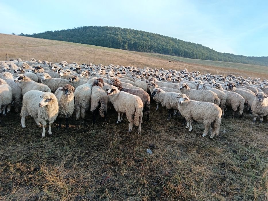 Vand 300 de oi sau schimb cu vaci de carne