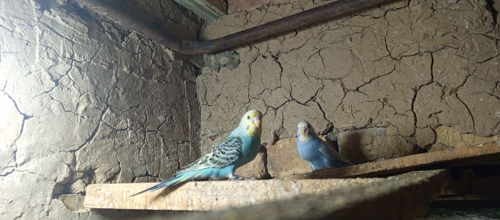 Срочно продам молодых попугаев