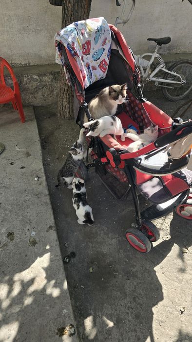 Котят продаётся.