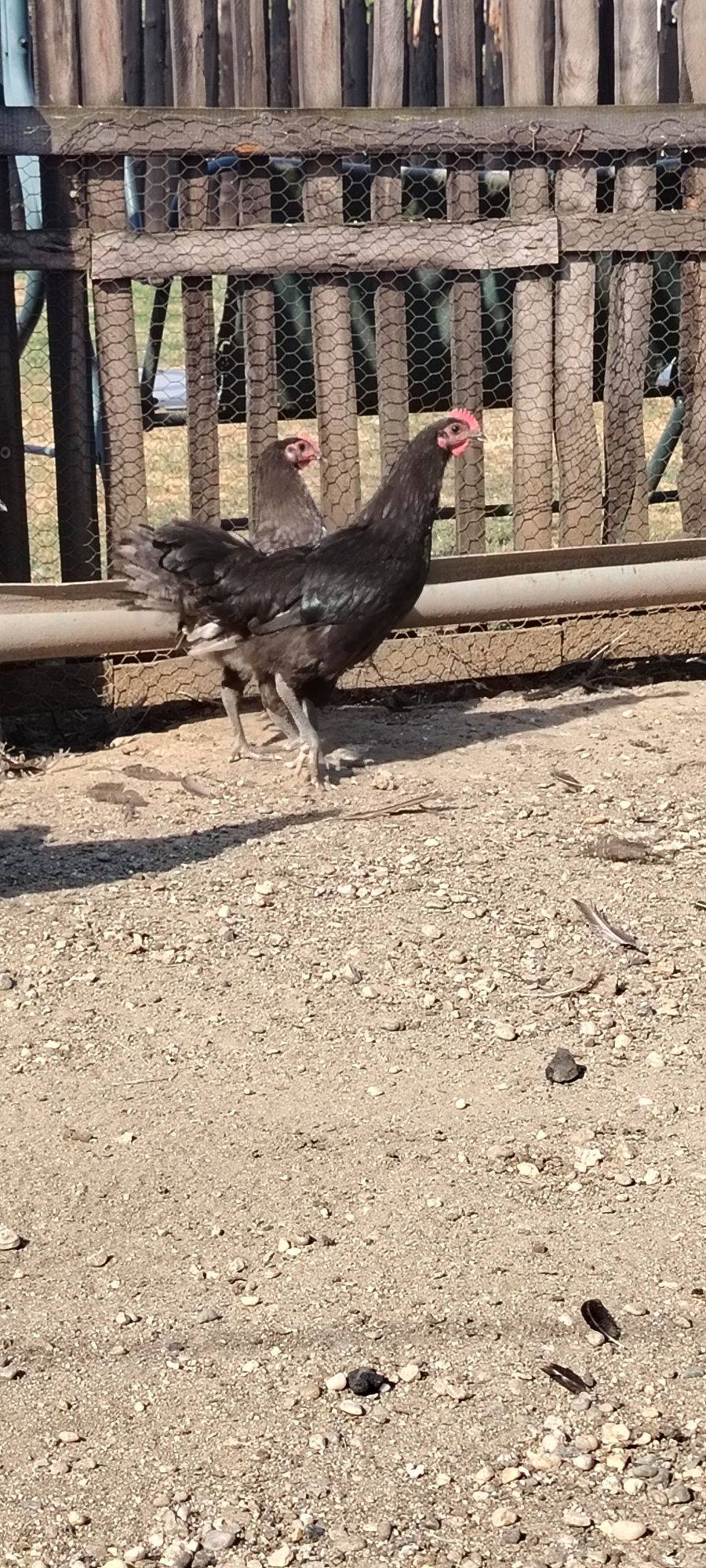 Australorp rasă pură