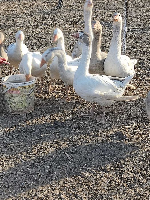 Gâște tinere și sănătoase – rasa mixtă, crescute natural