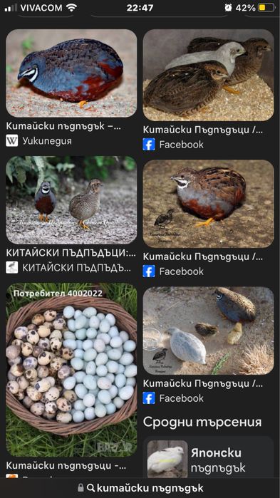 Китайски пъдпъдъци