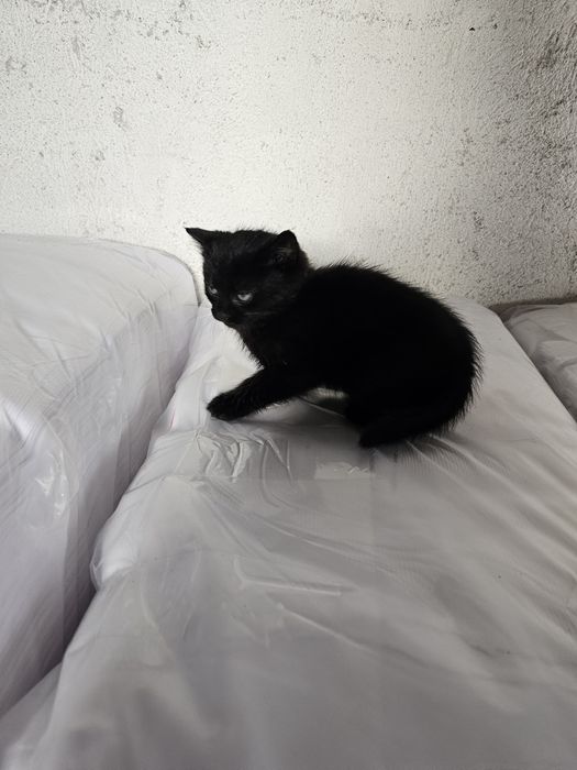 Малко черно котенце