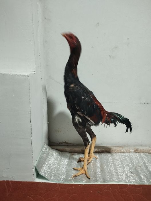 Dakang kulangi juja sotiladi zoti tozasi mayskiy 450ming,Shahrisabz,