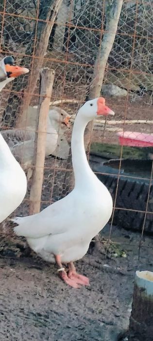 Pereche de gâște chinezesti disponibile