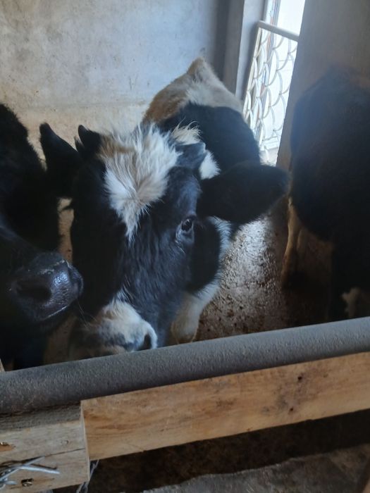 Бузаклар  1 эркак 5 ургачи 7.8 айлик 250 имнгдан