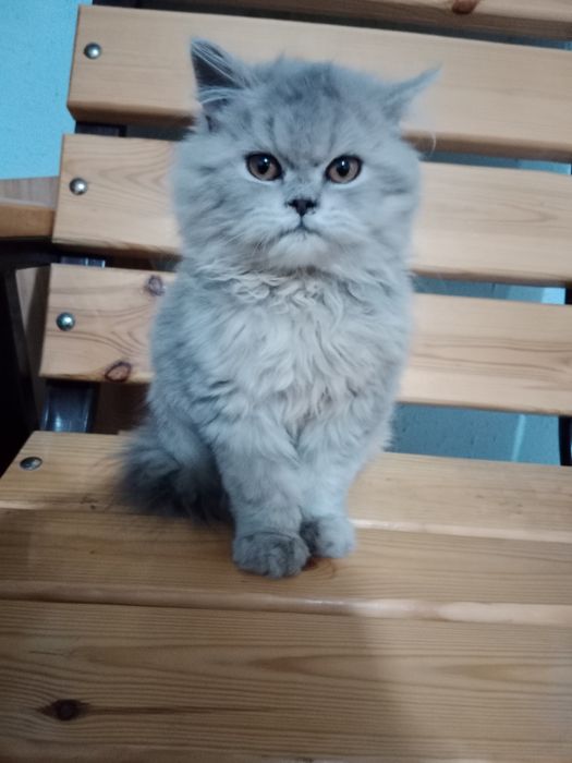 Xeylond fold 3 oylik mushuk bolasi