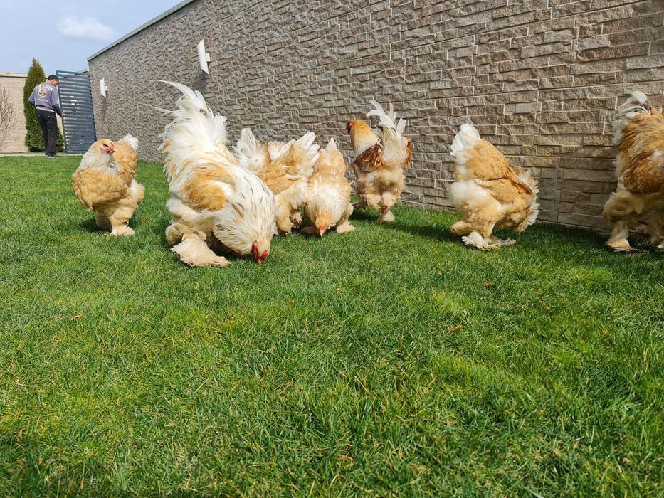 Puișori BRAHMA pe 17 culori. TRIMIT IN TARA!